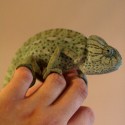 Pet chameleon. credit Dale Harvey